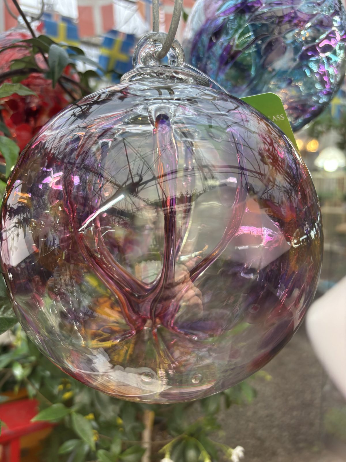 Rose and violet hand-blown glass ball hanging in the greenhouse