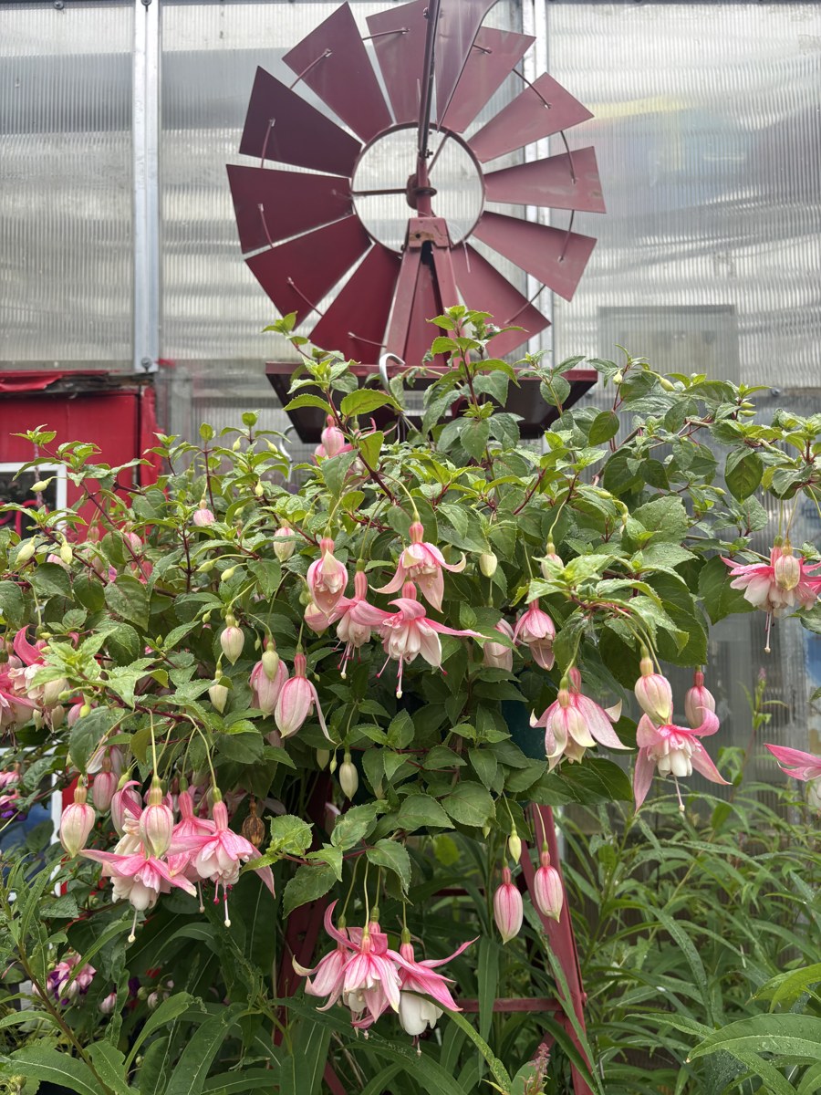 Pink fuchsia flowers in a hanging basket at Mile 5.2 Greenhouse