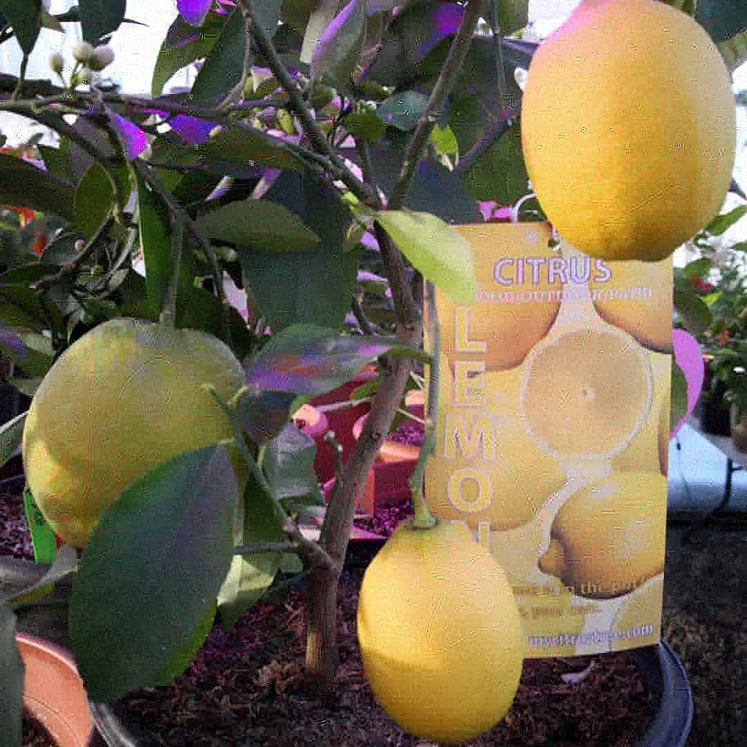 Ripe lemons on a tree at Mile 5.2 Greenhouse