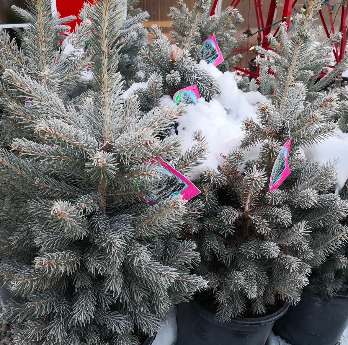 Close-up of snow-covered evergreen trees in pots