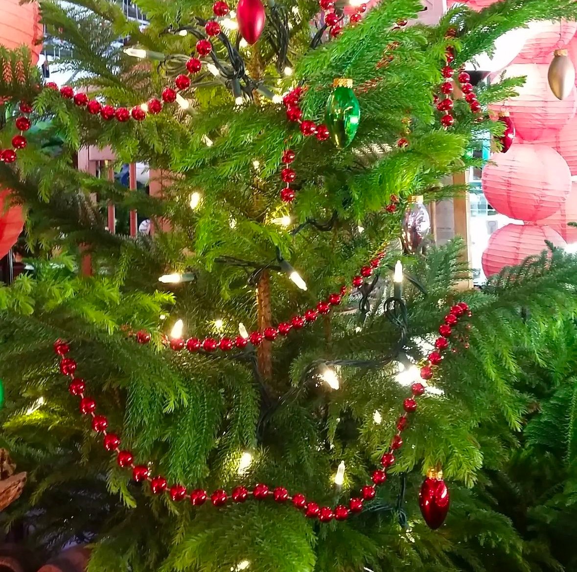 Living Christmas Trees