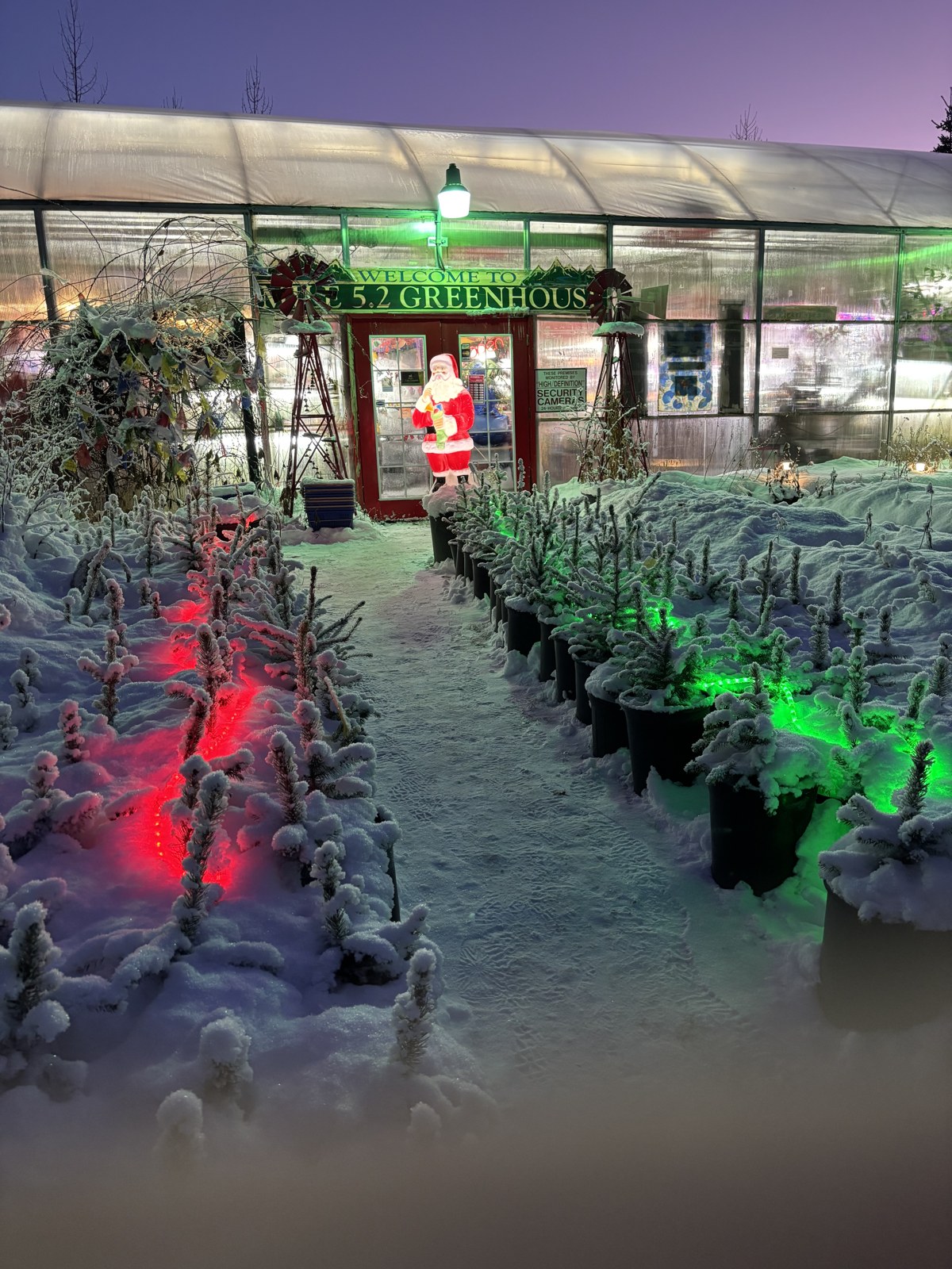 Snowy evergreen display outside the illuminated greenhouse