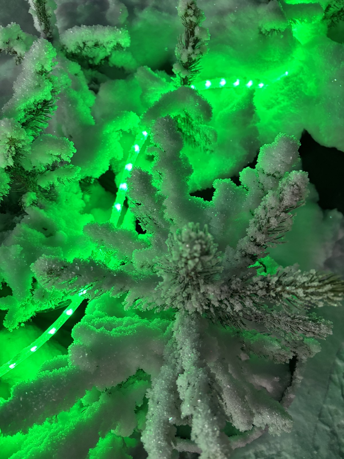 Snow-covered tree branches with green holiday lights