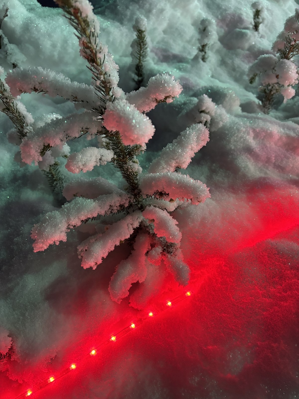 Snow-covered tree branches with red holiday lights