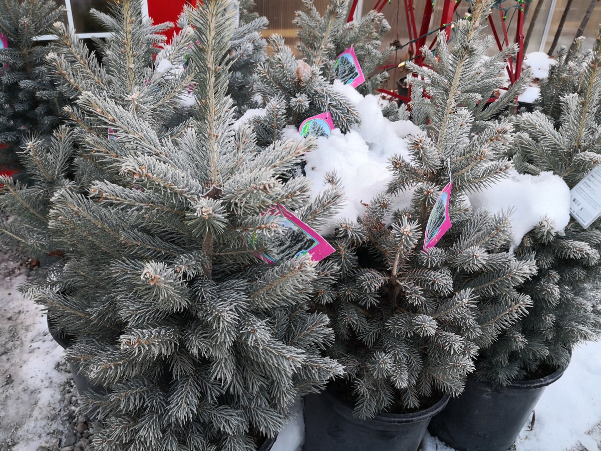 Snow-covered potted evergreen trees