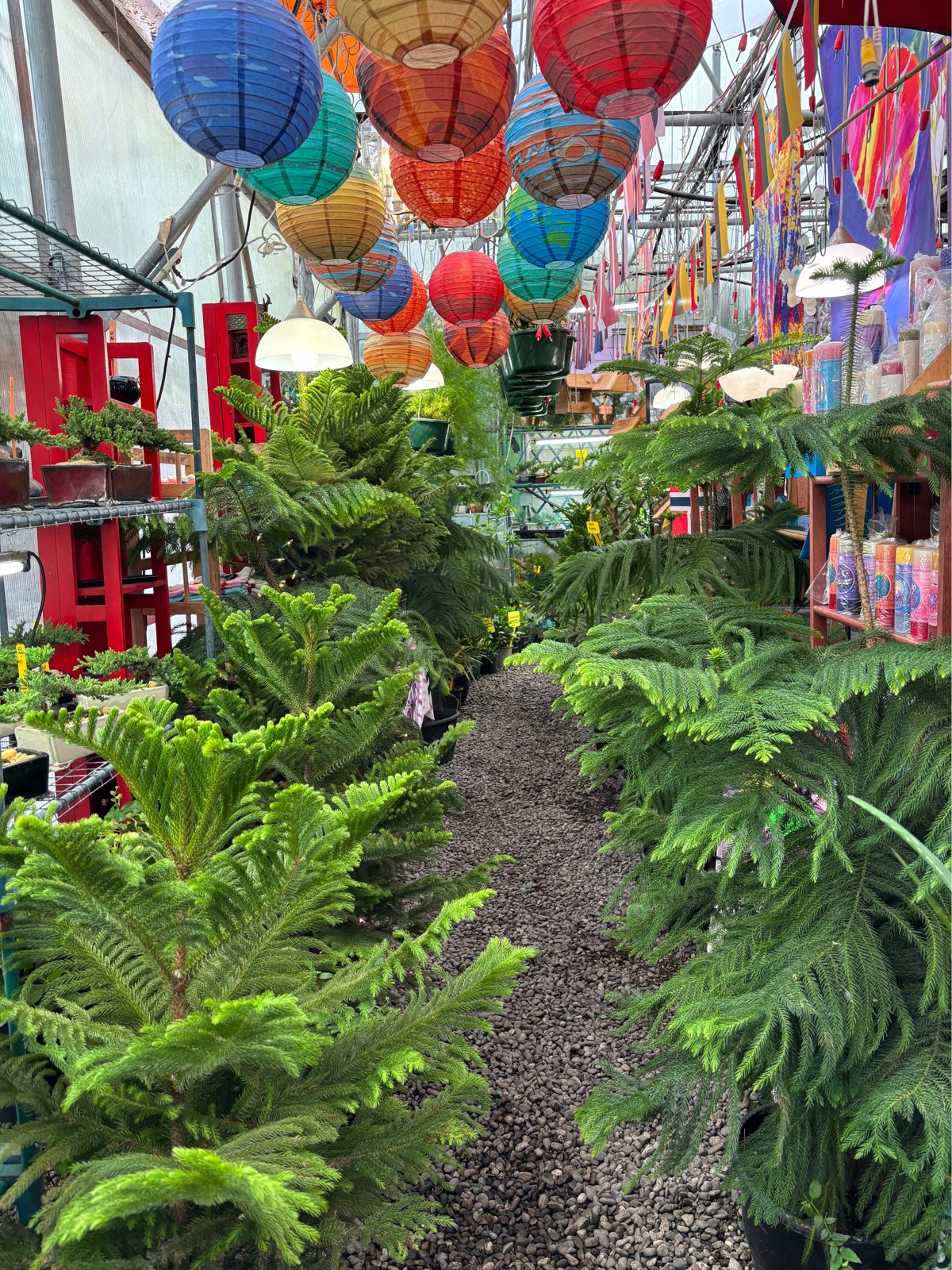 Evergreen trees inside the greenhouse beneath colorful lanterns