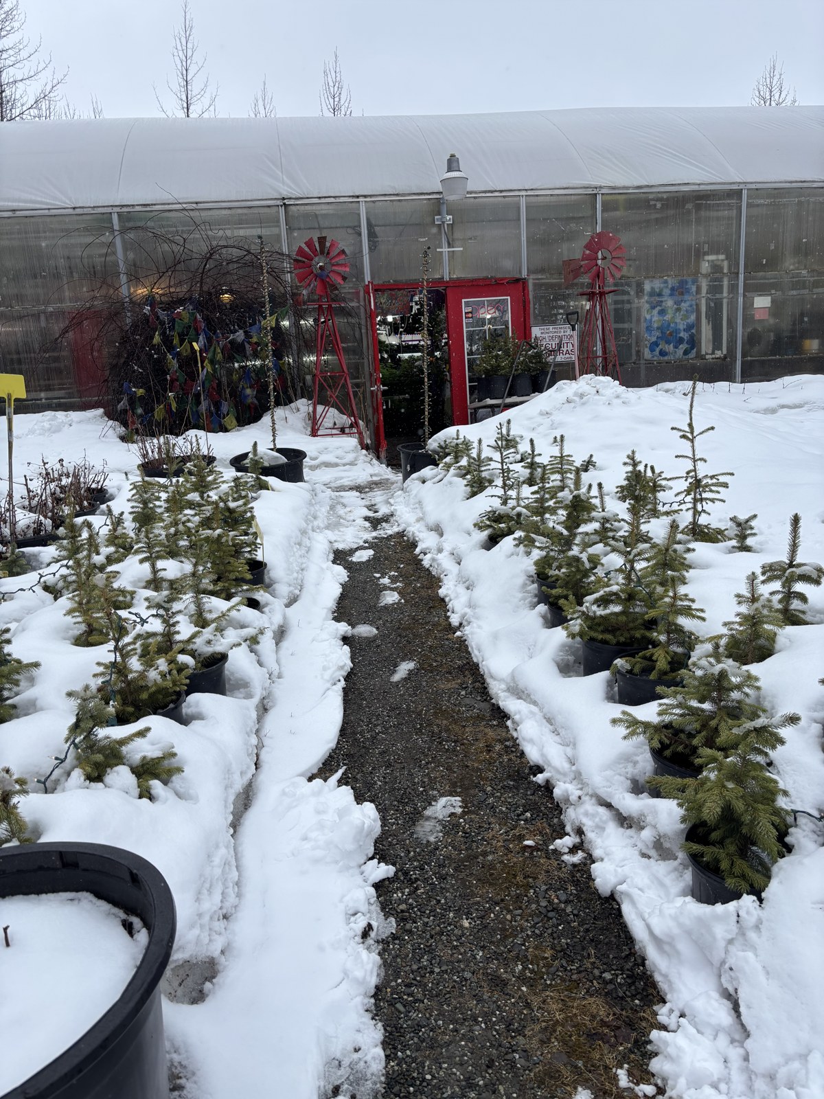 Living trees beside a snowy path to the greenhouse