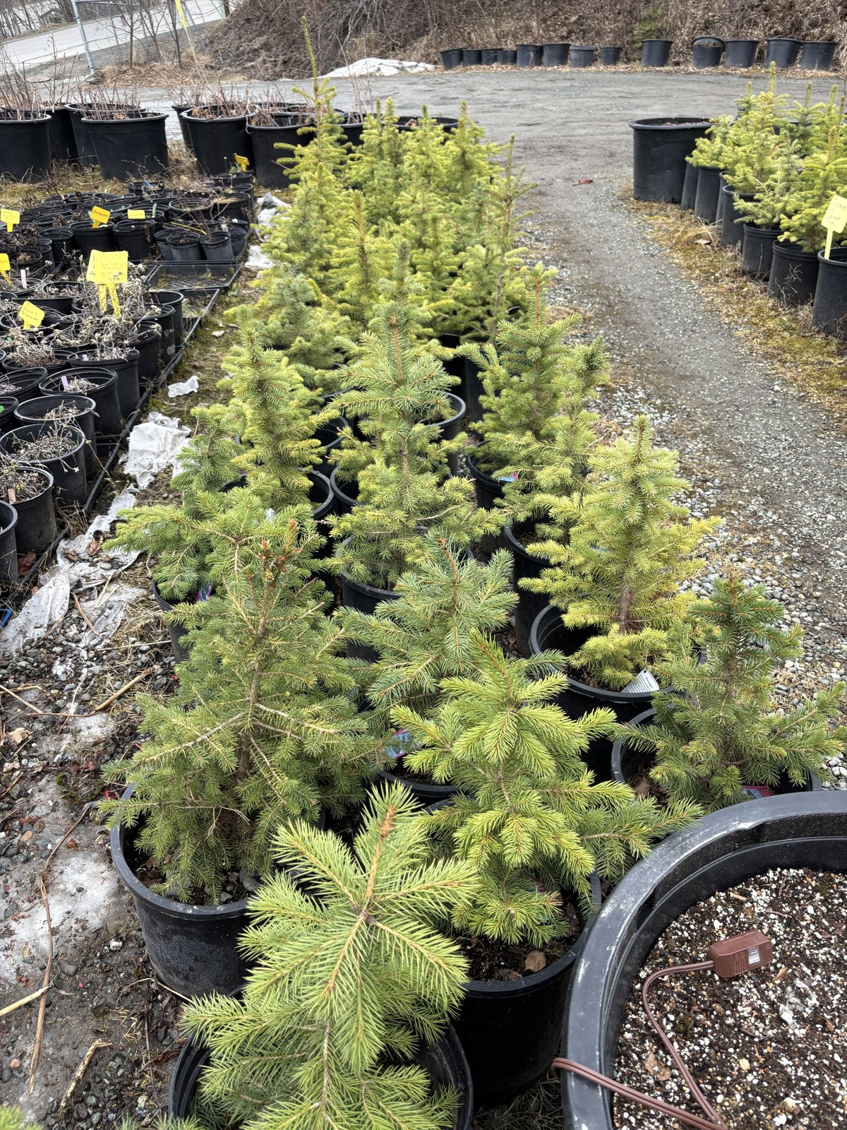 Potted young evergreen trees along a gravel aisle