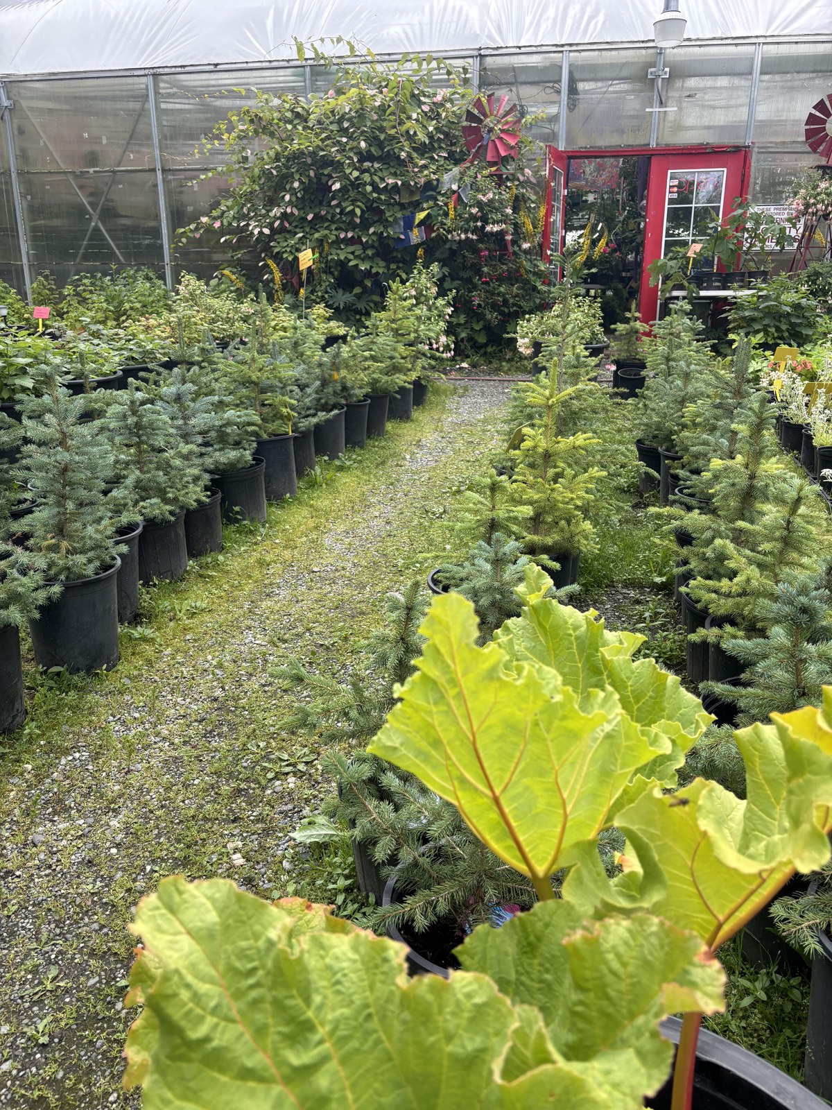 Rows of potted evergreen trees outside the greenhouse