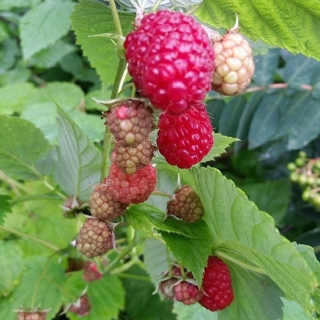 Red berries ripening among green leaves