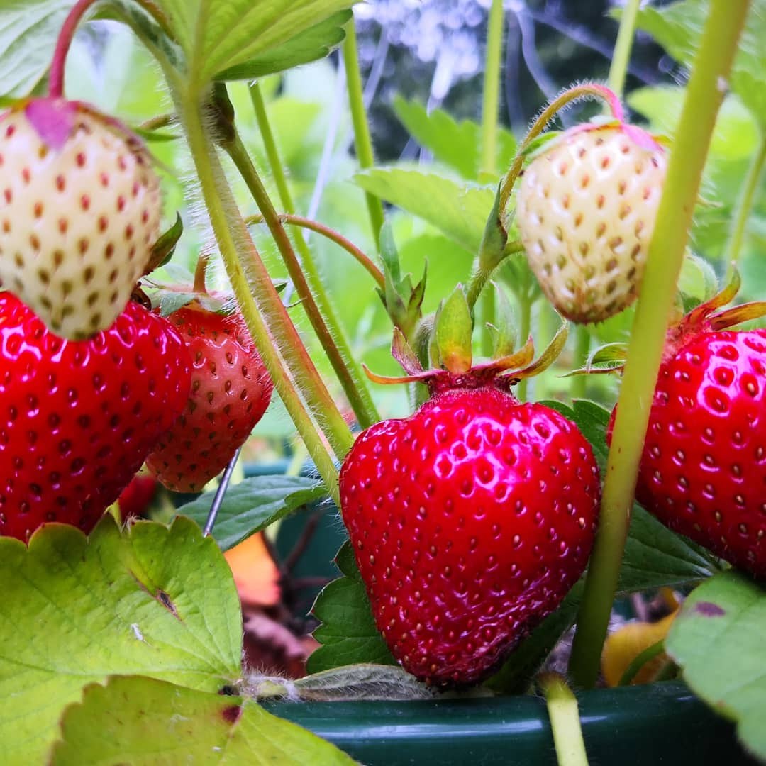 Ripe red strawberries with developing fruit