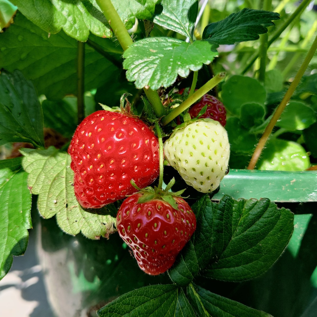 Red and pale strawberries growing on a plant