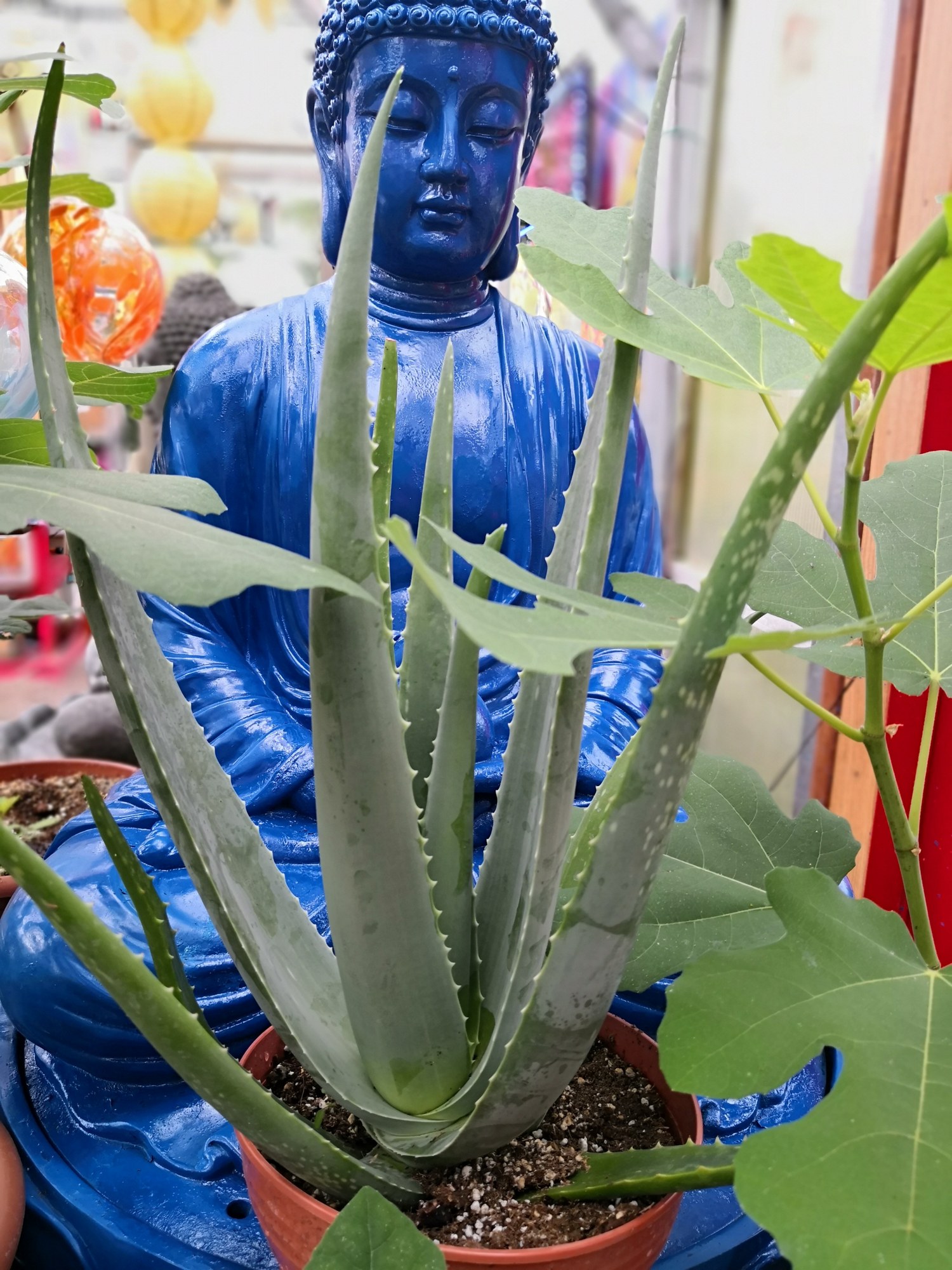 Aloe and leafy tropical plants beside a blue Buddha statue at Mile 5.2 Greenhouse