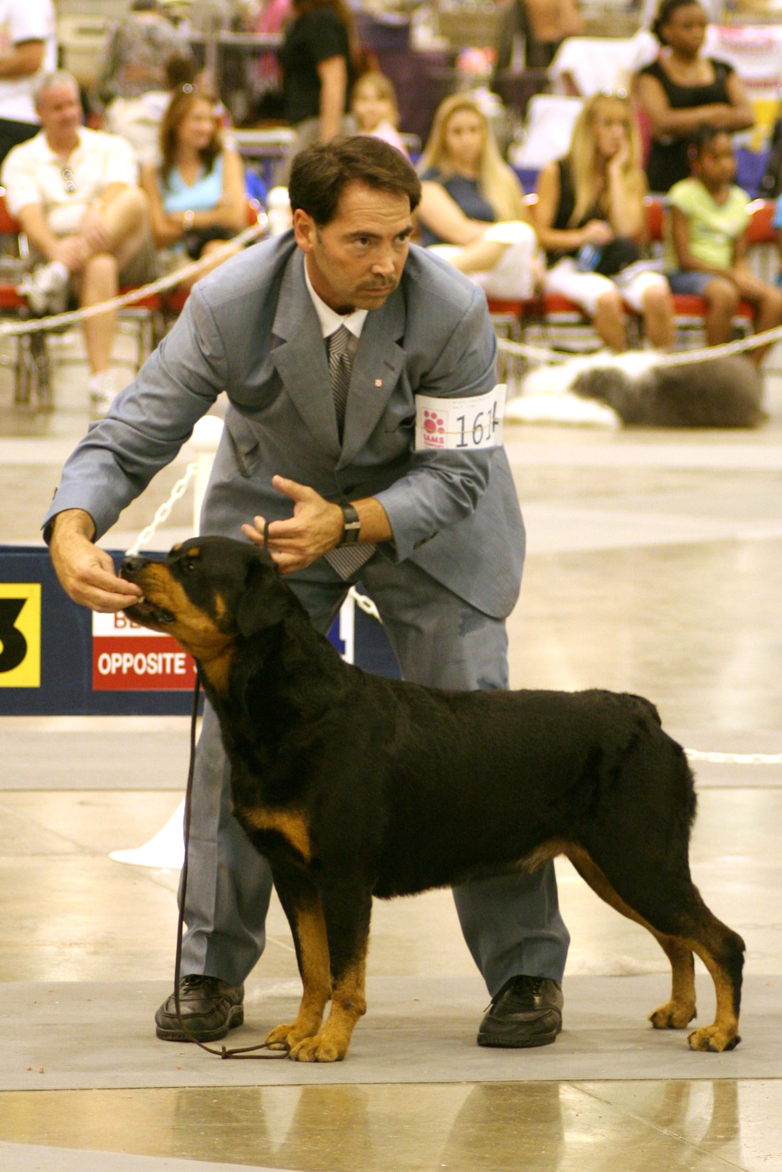 Judge carefully examining a Rottweiler beside its handler at a conformation show
