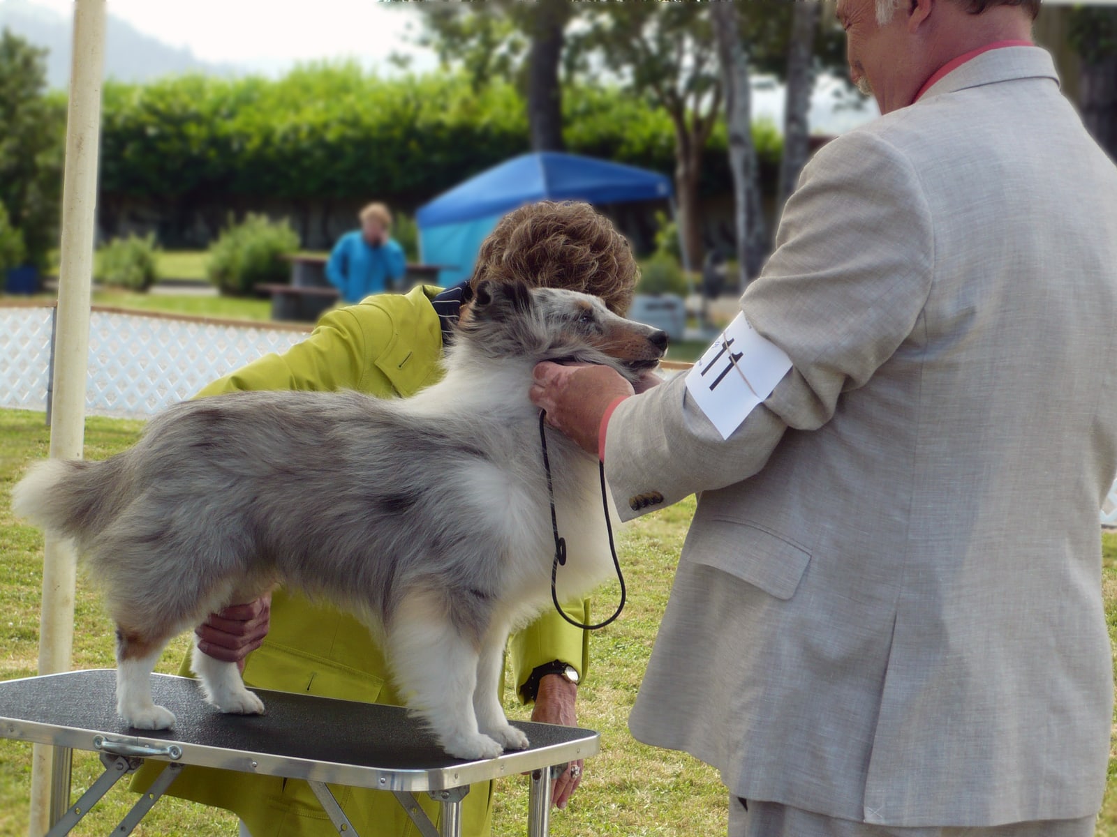 Judge evaluating a Golden Retriever standing with its handler in a conformation show ring