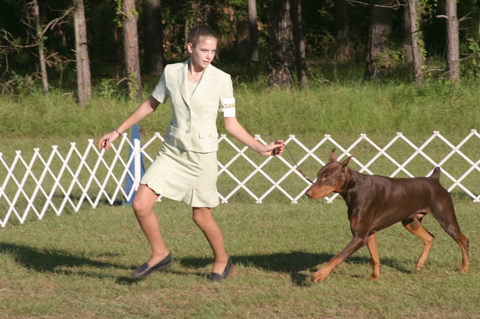 Junior handler moving a Doberman Pinscher around a conformation show ring