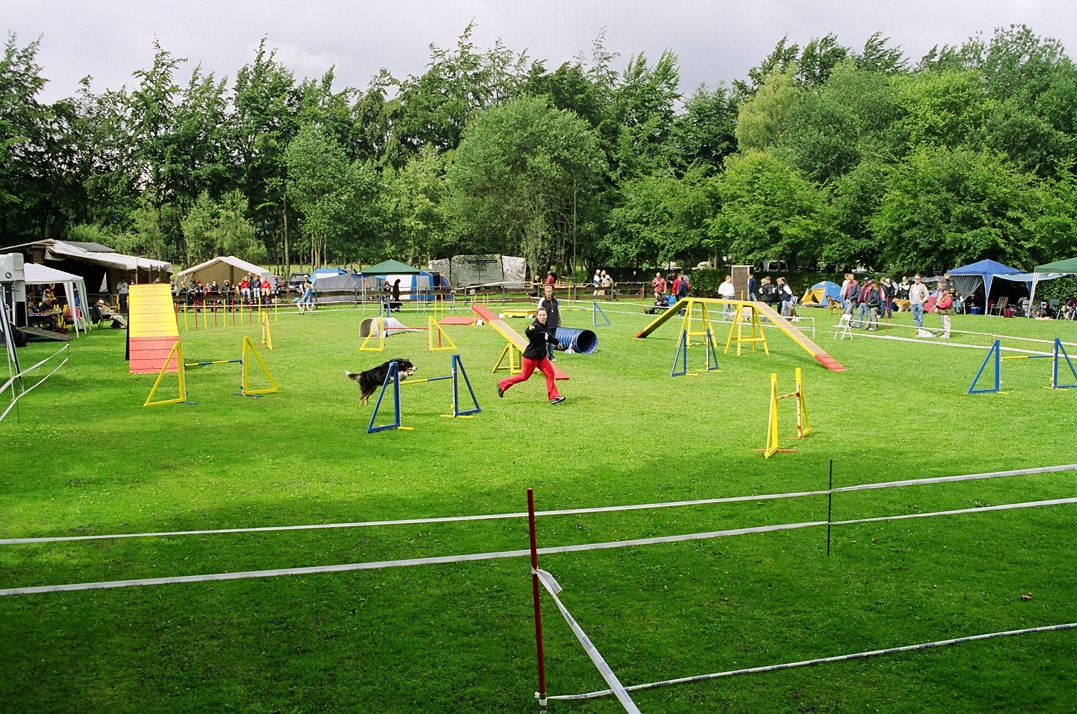 Dog navigating an agility course