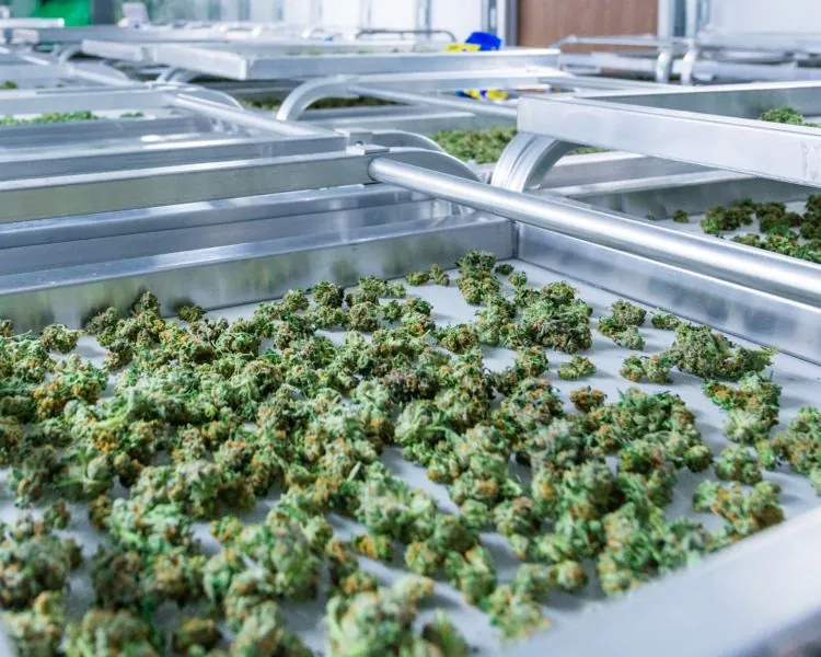 Drying & curing rooms