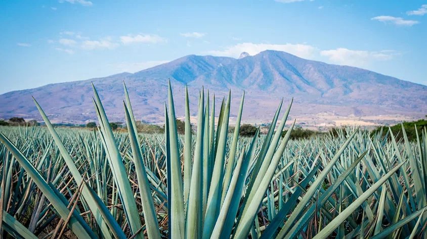 View from Fin de Semana en Tequila