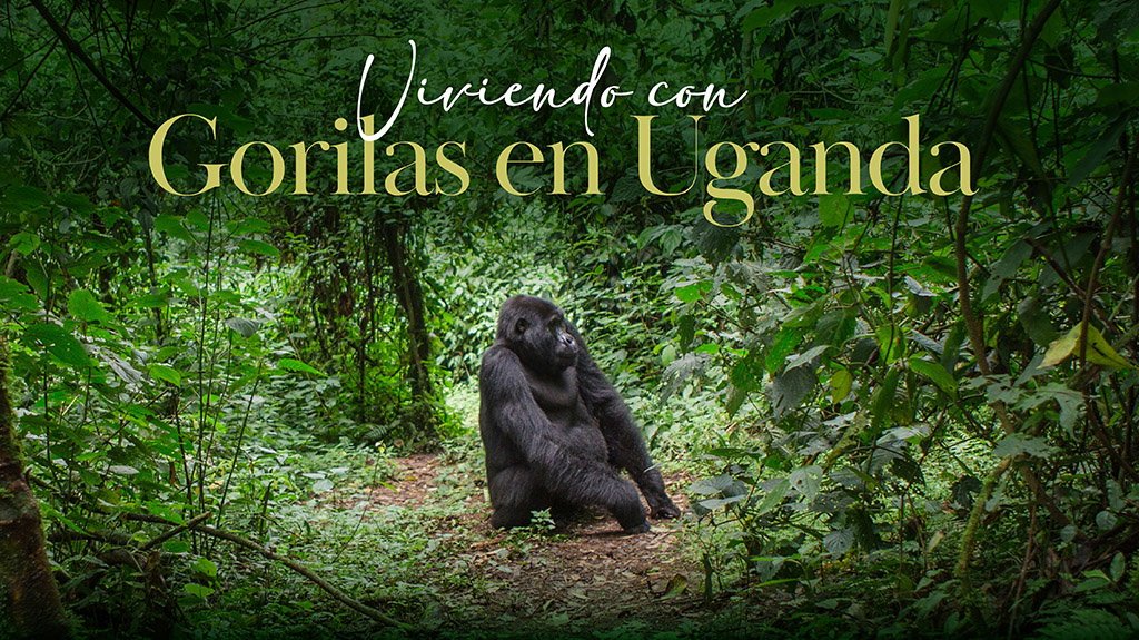 View from Viviendo con Gorilas en Uganda