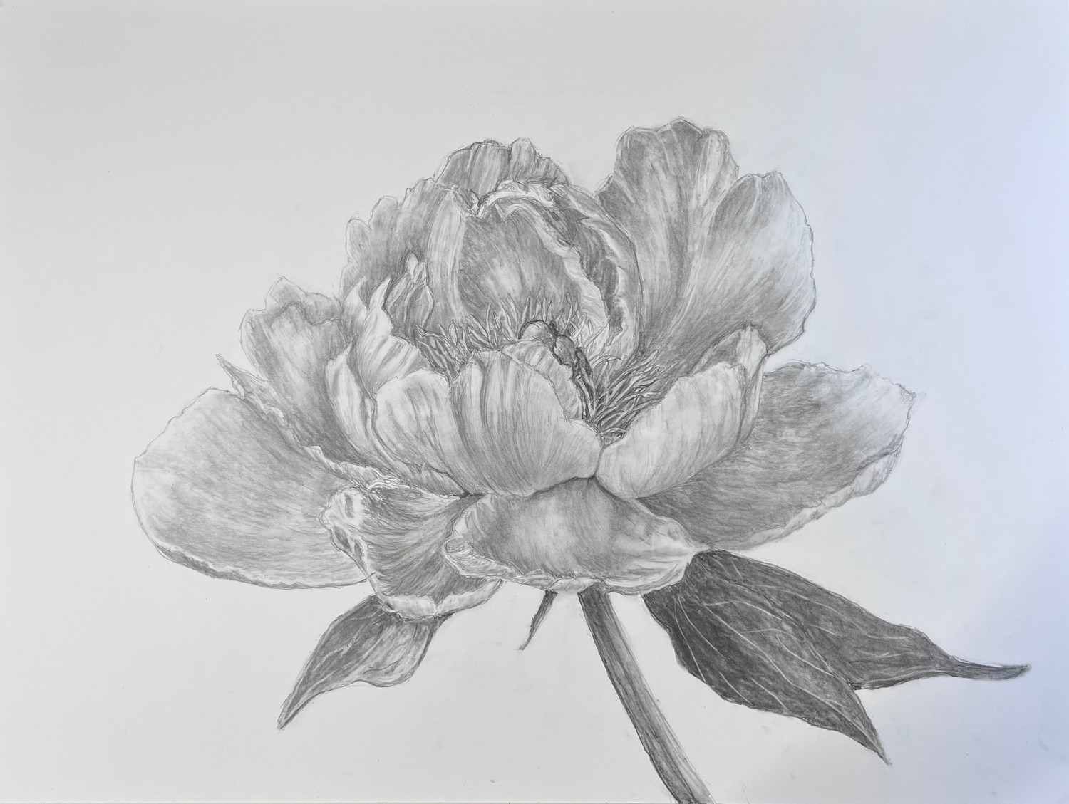 Magnolia, a detailed graphite flower drawing by Wendy Molinaroli