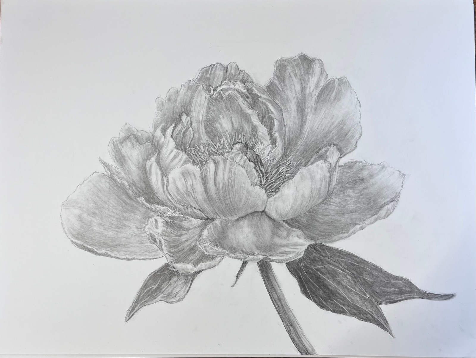 The finished magnolia, graphite on 18" x 24" smooth Bristol paper.