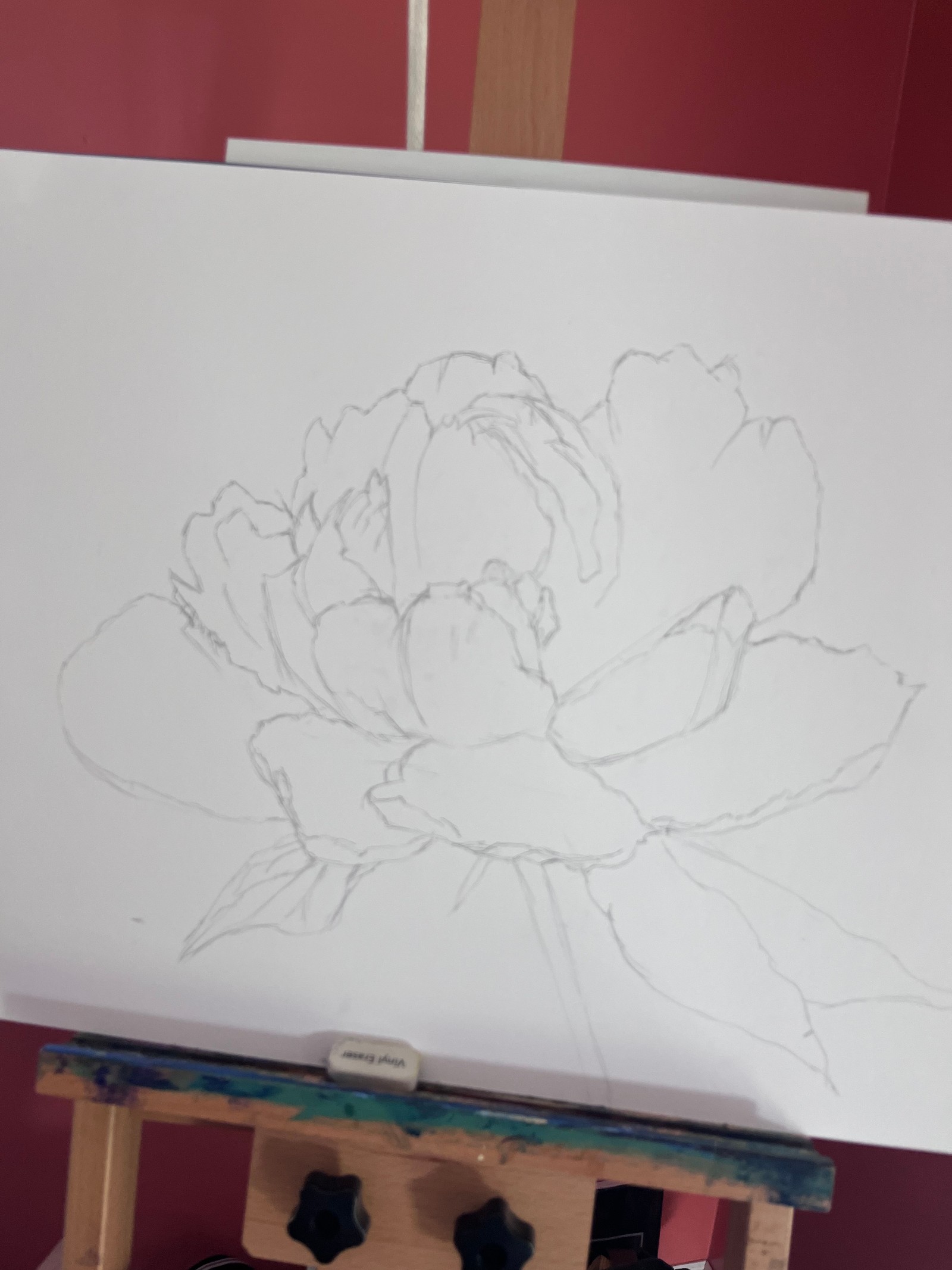 The first pencil lines, filling the paper with the curves of the magnolia.