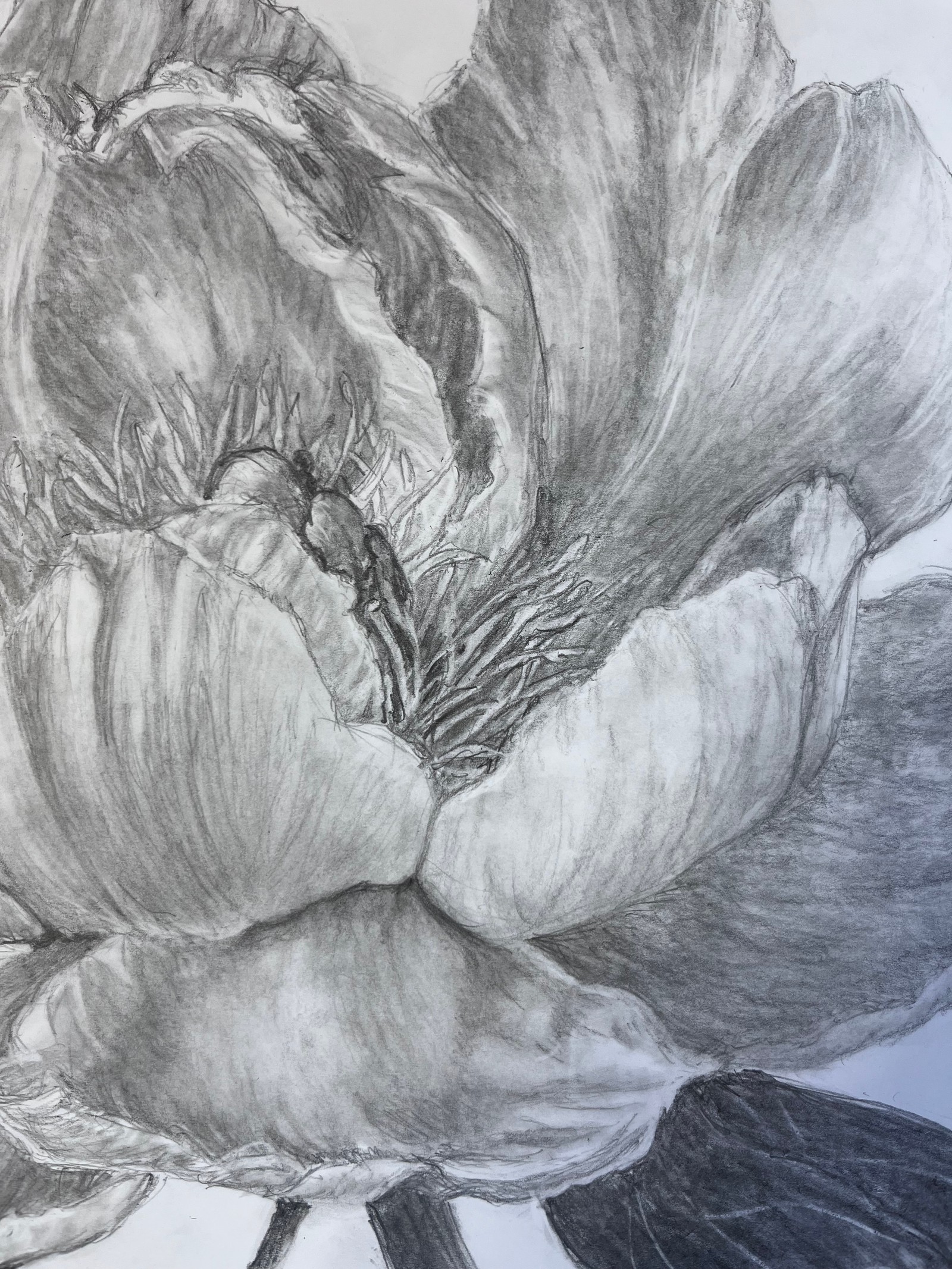A closer look at the graphite values and folds of the petals.