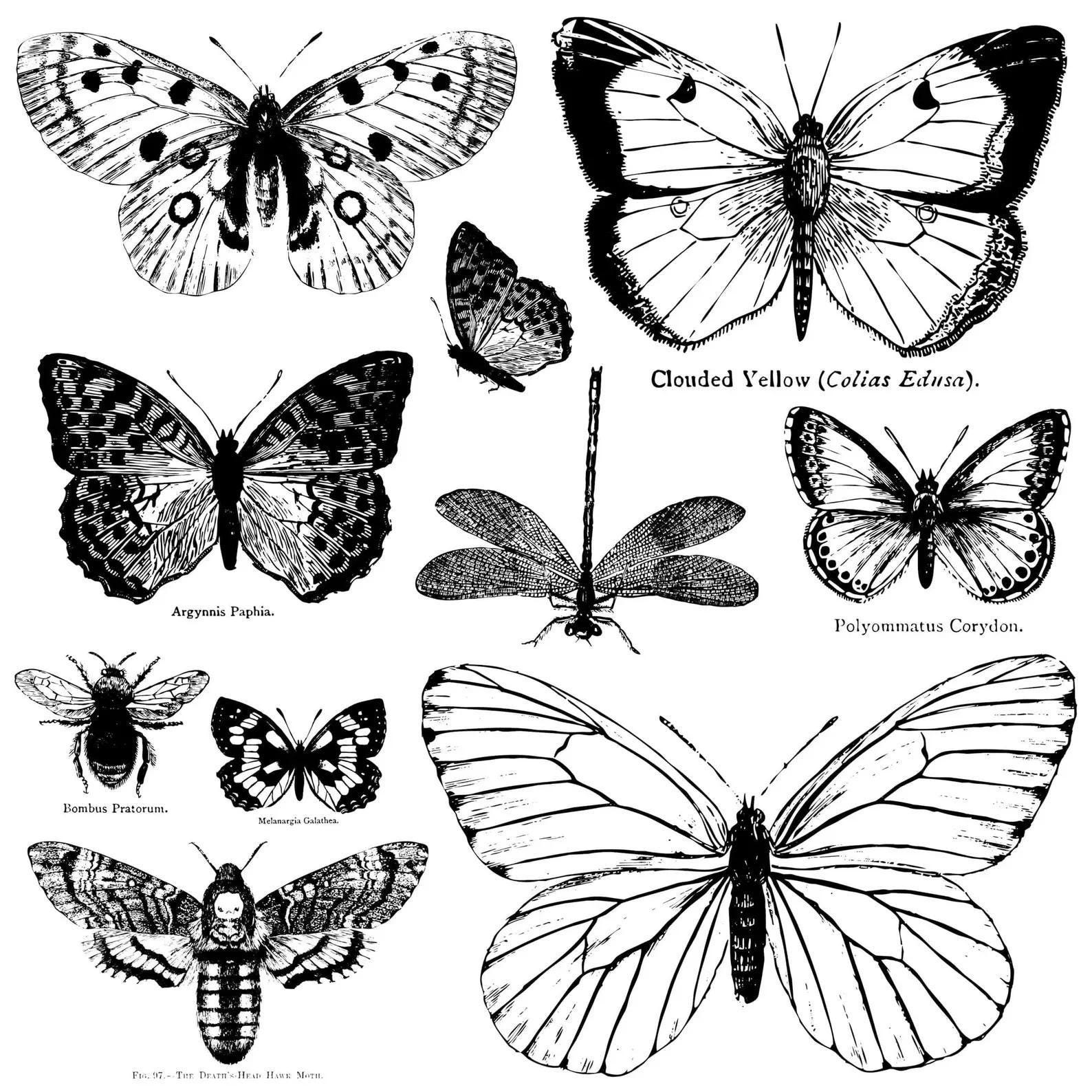 Butterflies IOD Stamp 12 x 12
