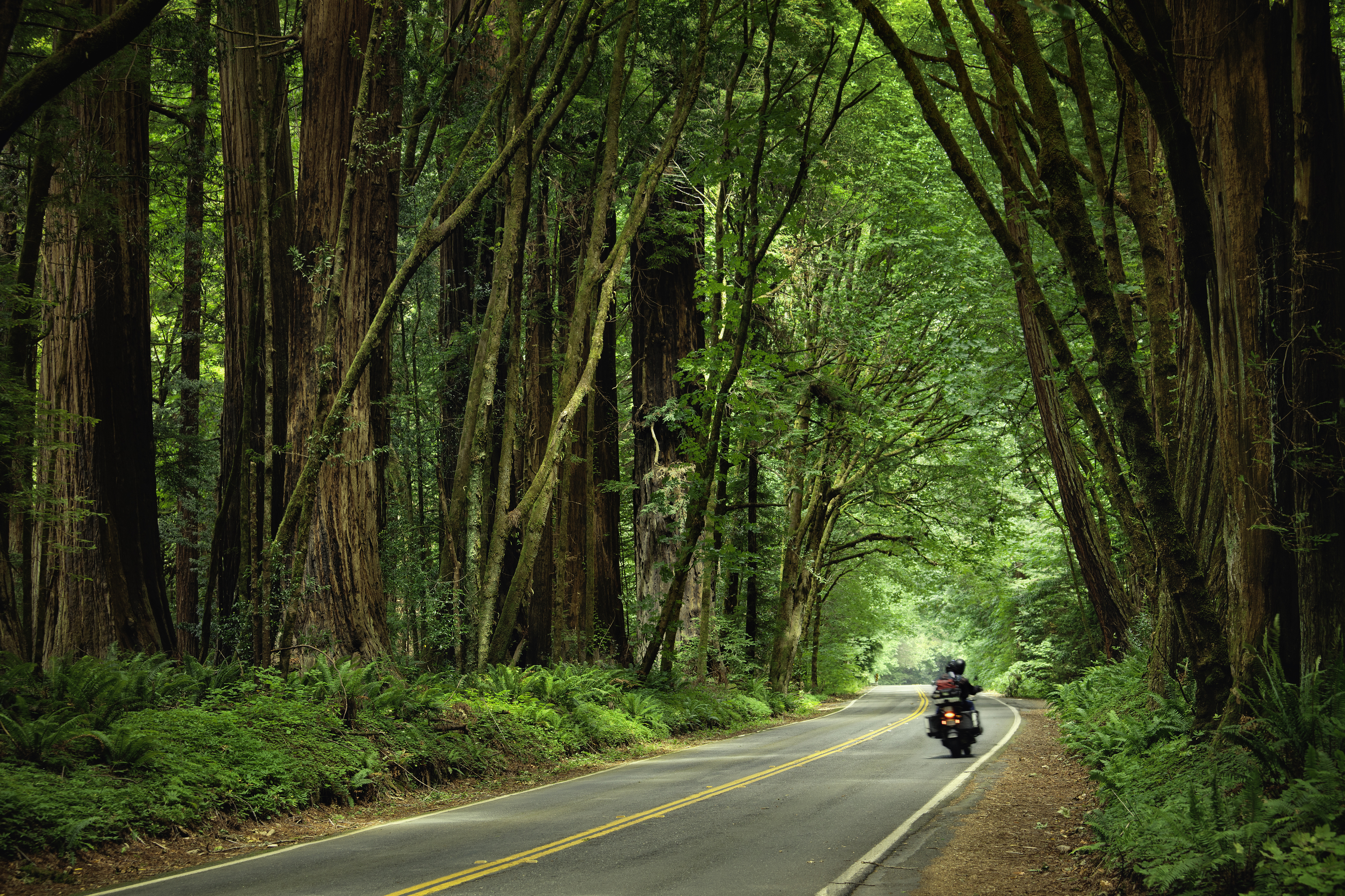 The Full-Throttle Leadership Ride through The Redwoods
