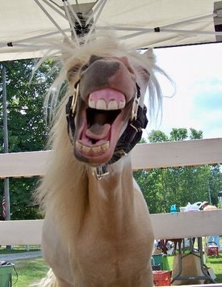 A Day Dreams Farm horse yawning