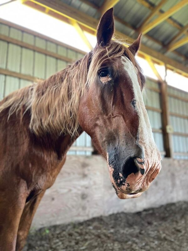 Day Dreams Farm rescue story