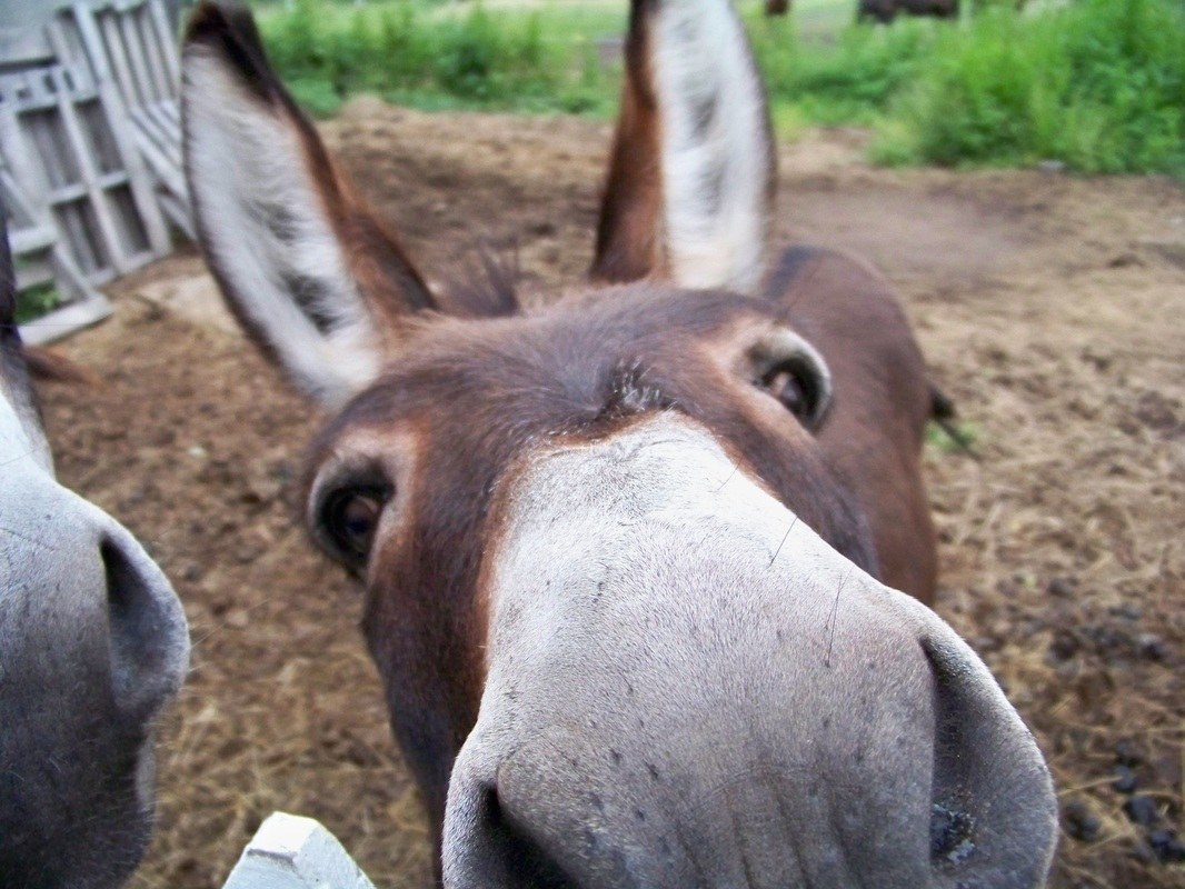 A curious rescue donkey at Day Dreams Farm