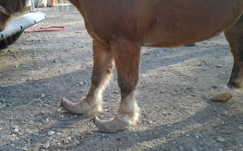 A rescued horse’s hooves at the farm