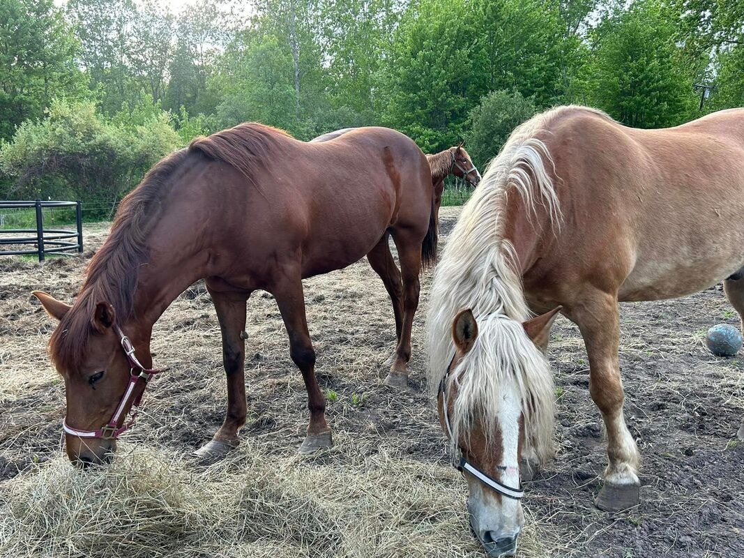 Rescued horses grazing at Day Dreams Farm