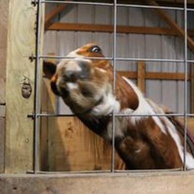 Day Dreams Farm rescue story