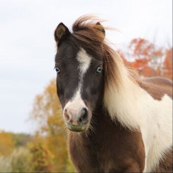 Day Dreams Farm rescue story