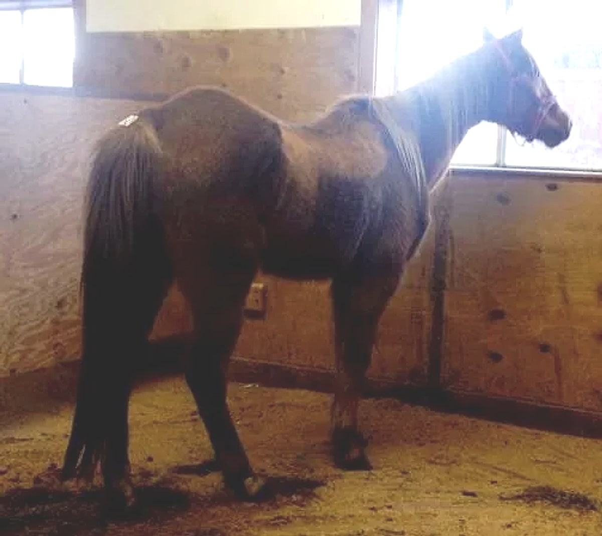Horse available for adoption