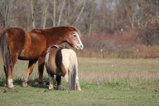 Rescued horses together in a pasture