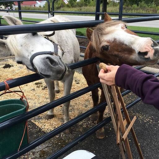 Day Dreams Farm rescue story