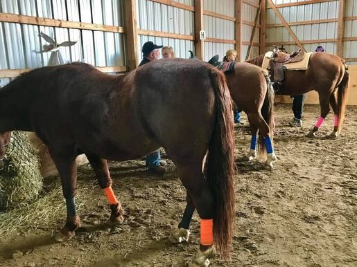 Day Dreams Farm rescue story
