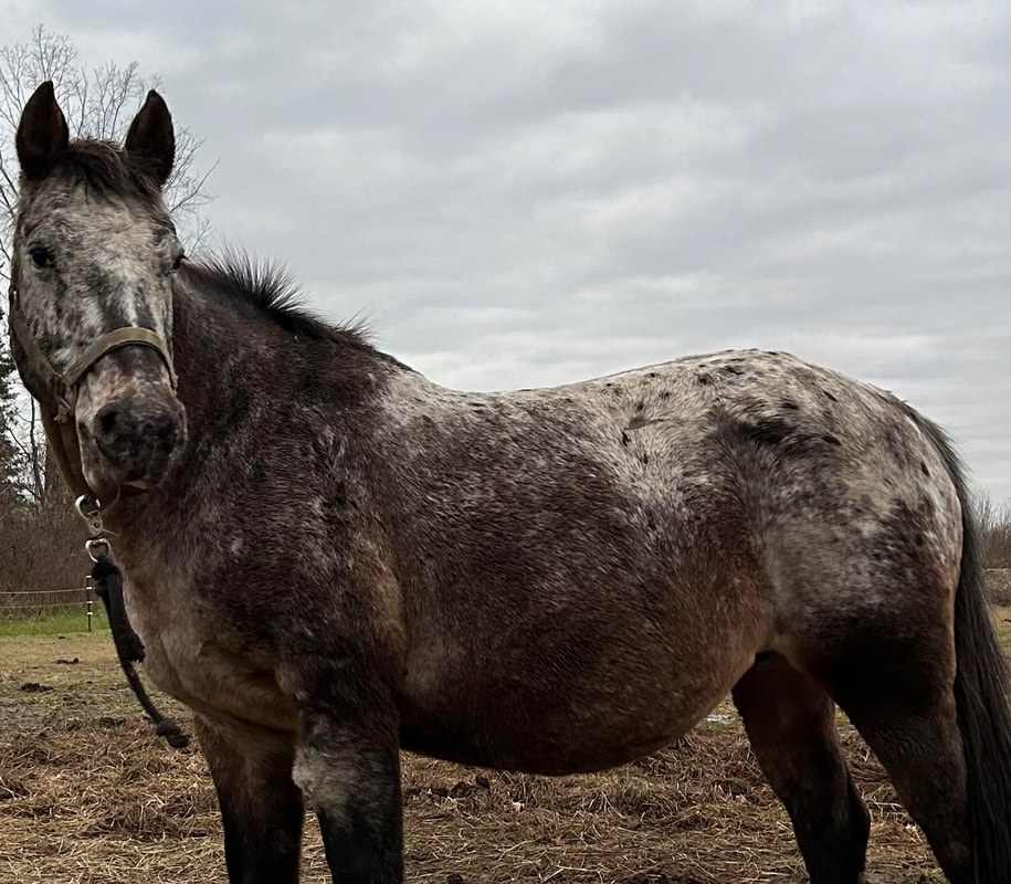 Day Dreams Farm rescue story