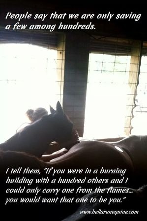 Rescue advocacy message about saving every horse possible
