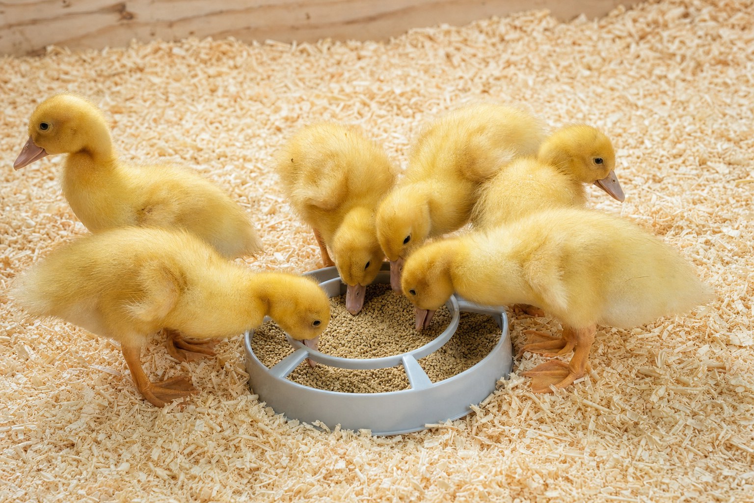 Young ducklings eating dry starter feed from a low poultry feeder