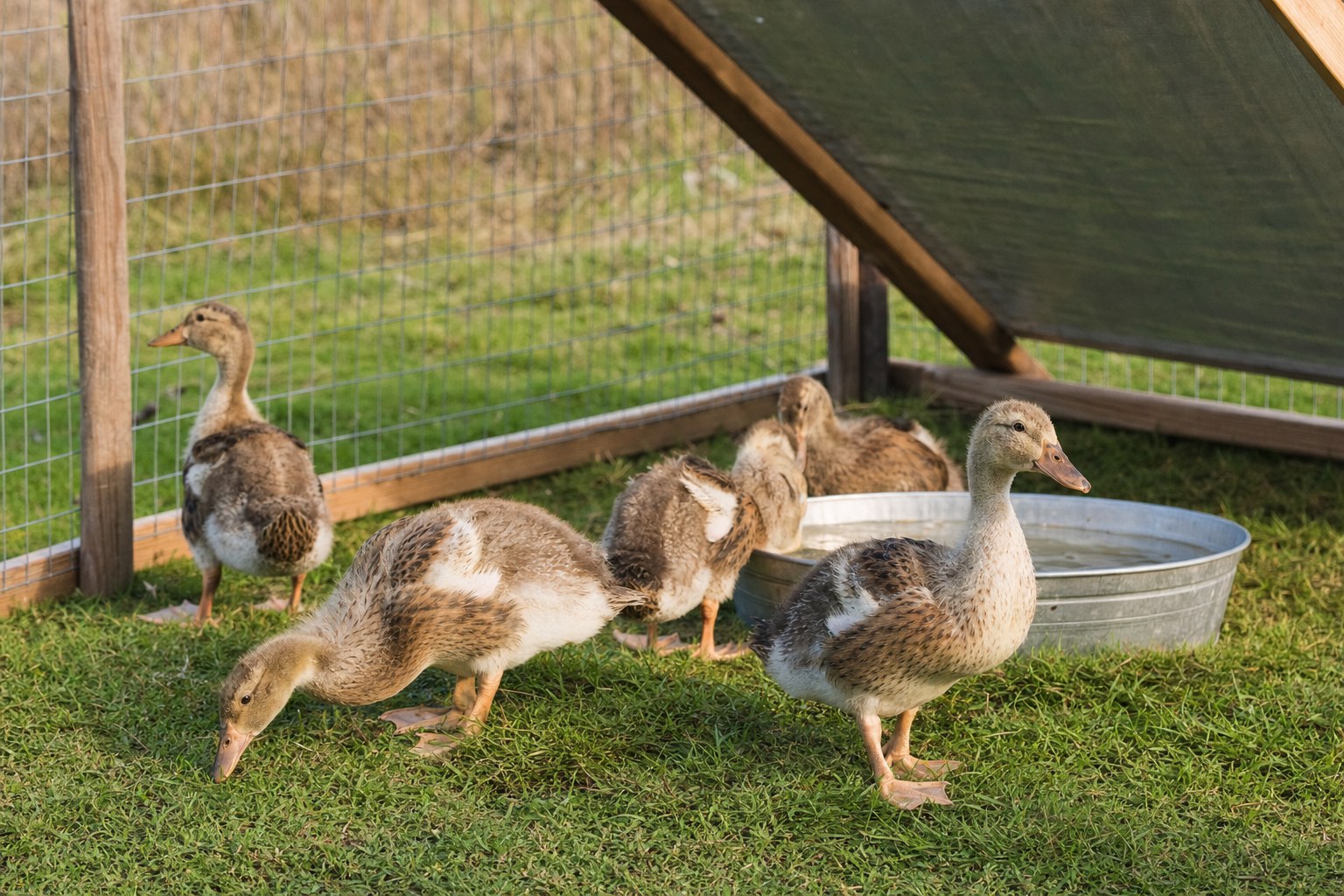 Young ducks enjoying protected outdoor time in a grassy pen with shade and water