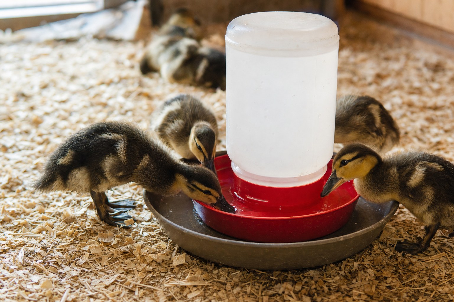 Ducklings drinking from a shallow poultry waterer set in a spill-catching tray