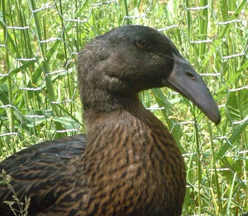 A Dutch Hookbill duck at Buckin' Duck Ranch