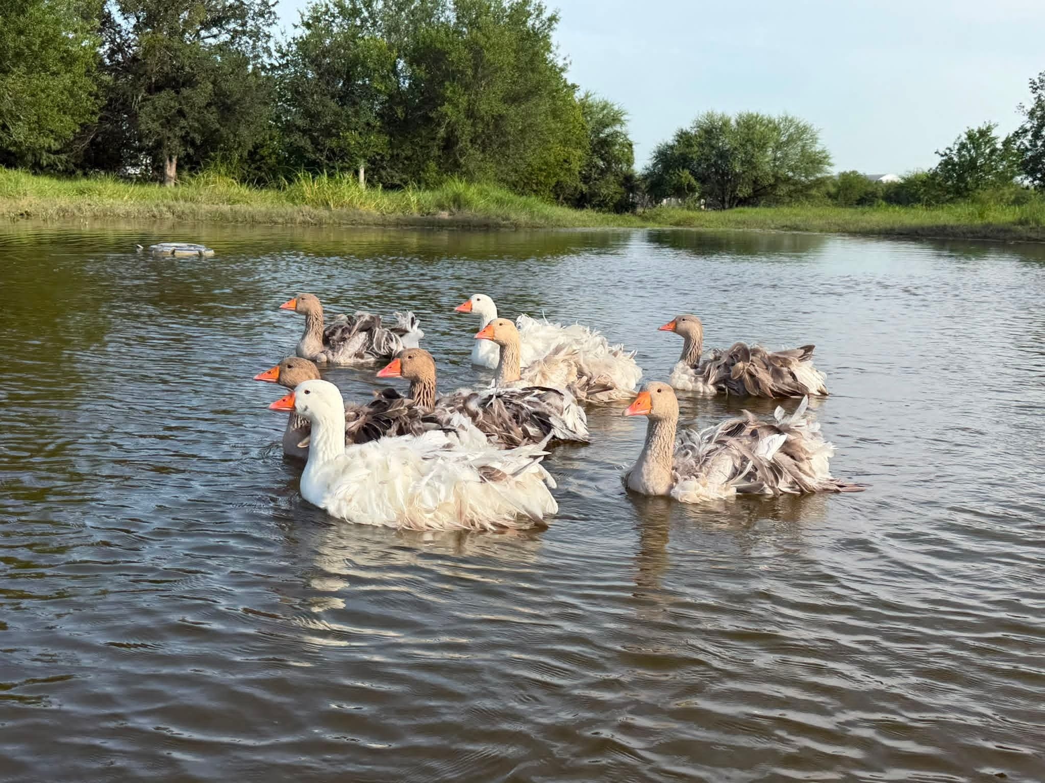 Sebastopol geese at Buckin' Duck Ranch