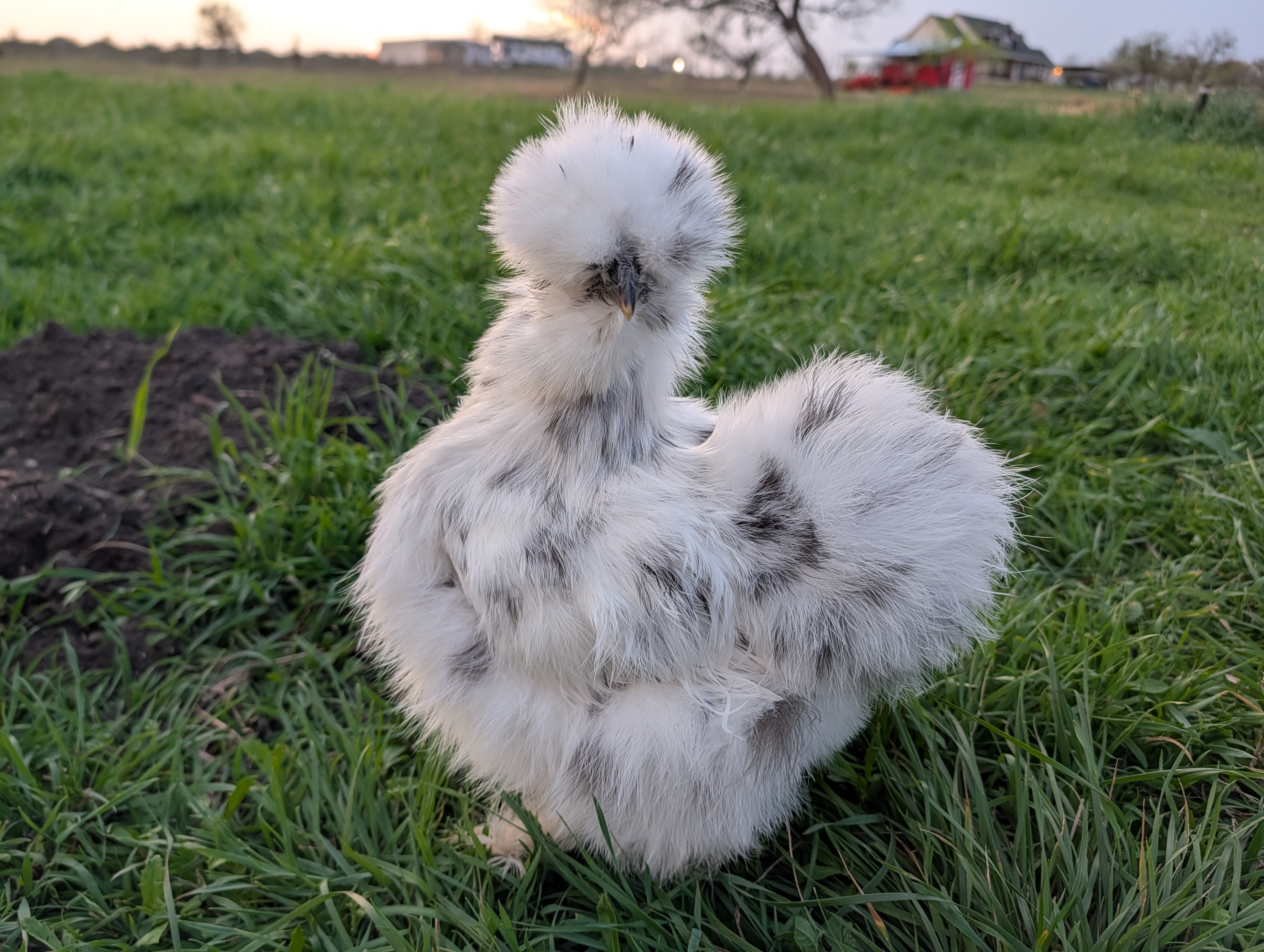 Silkie Chickens at Buckin' Duck Ranch