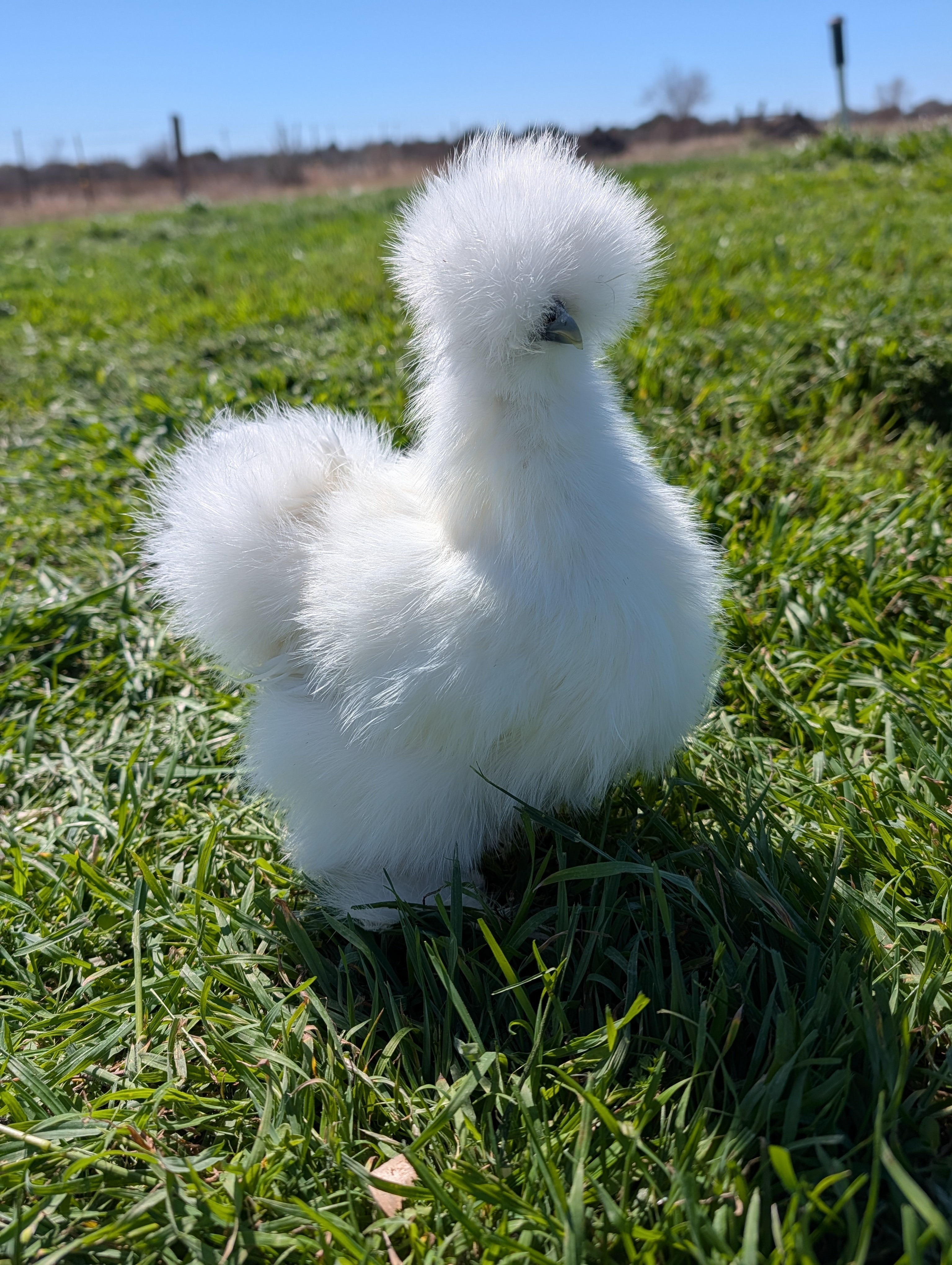 A white Silkie chicken at Buckin' Duck Ranch
